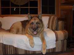 calico-couch-oirg