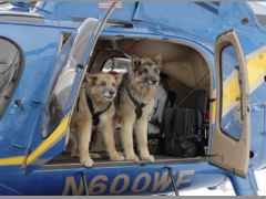 CopterDogs