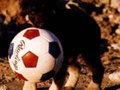 cubby-ball