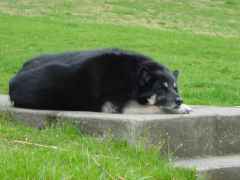 cubbynoseonpaw