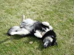 cubbyumarelaxed