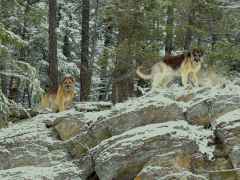 Dogs