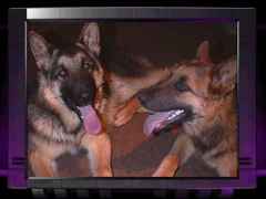 dogtv