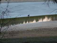 eagleice