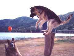 jumpin