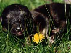 Maydaypup