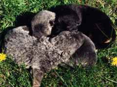 puppies