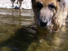 RiverPups