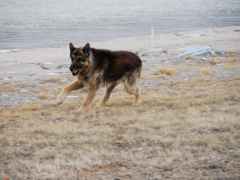 runn