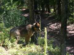 TombstoneTrailDog