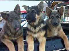 truxpups